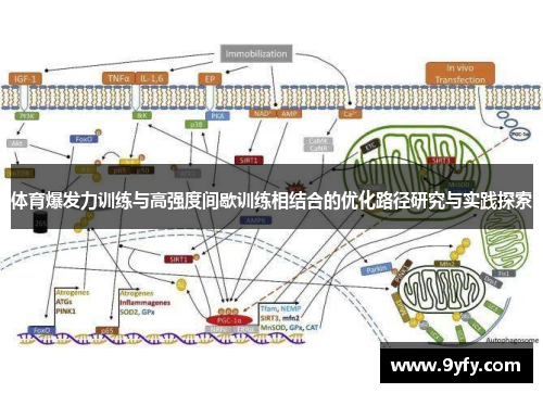 体育爆发力训练与高强度间歇训练相结合的优化路径研究与实践探索